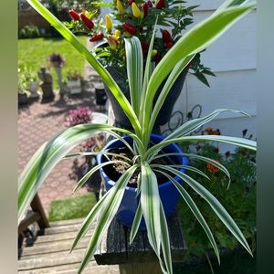 Variegated Spider plant fully rooted